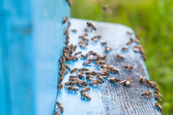 Abeilles essaim à l'entrée de la ruche bleu clair dans le rucher — Photo