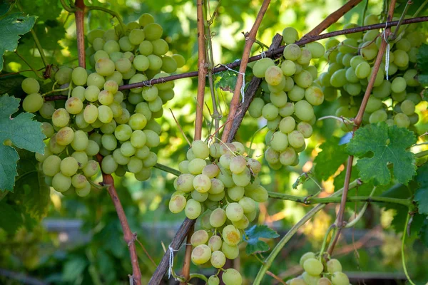 Bos van groene druiven in de tuin — Stockfoto