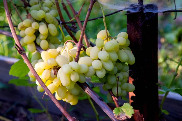 Wiązka zielony winogron w ogrodzie — Zdjęcie stockowe