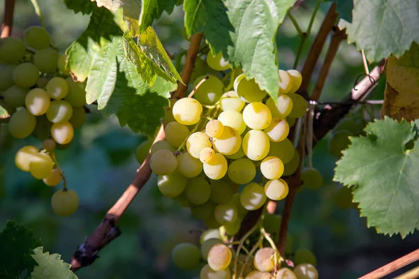 Ramo de uvas verdes en el jardín — Foto de Stock