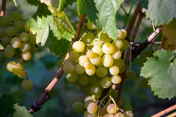 Une grappe de raisins verts dans le jardin — Photo