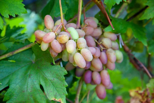Mazzo di uva rosa con bacche grandi in giardino — Foto Stock