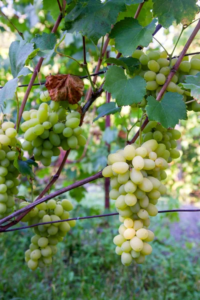 Bos van groene druiven in de tuin — Stockfoto