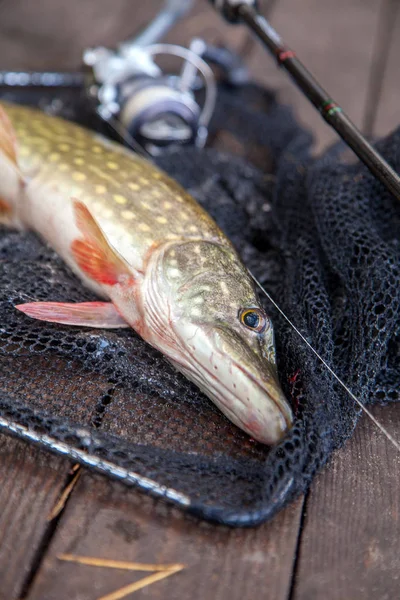 Pike air tawar dan peralatan memancing terletak di jaring pendaratan. Kompo — Stok Foto