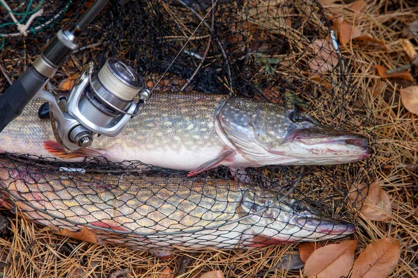 Peixe-lúcio de água doce. Grande peixe de lúcio de água doce está em manter a rede — Fotografia de Stock