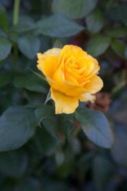 Garde büyüyen güzel gül çalı