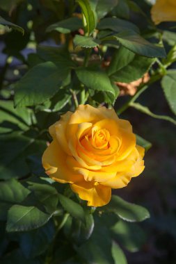 Garde büyüyen güzel gül çalı