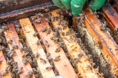 Arıların karelere üşüşmesini yakından izle