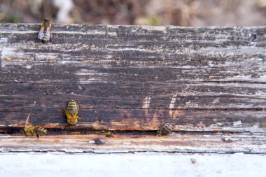 Apiary beyaz arı kovanı girişinde swarming arılar