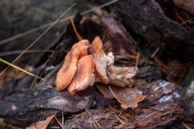Vahşi orman mantarları ormandaki bal tarlaları
