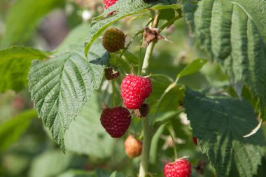Meyve bahçesinde olgun ve olgunlaşmamış ahududu. Büyüyen doğal b