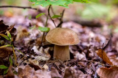 Vahşi doğada tek boletus mantarı. Porcini mantar t yetişir