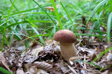 Vahşi doğada boletus mantarı. Porcini mantar ön planda yetişir