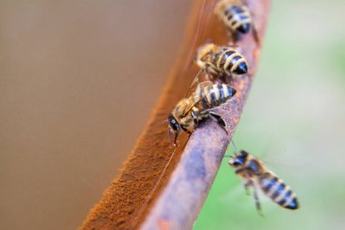 Kahverengi vintage backgron üzerinde arı içecek su yakın