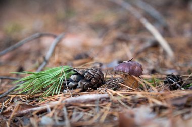 Imleria badia ya da Boletus badius genellikle körfez boleti olarak bilinir.