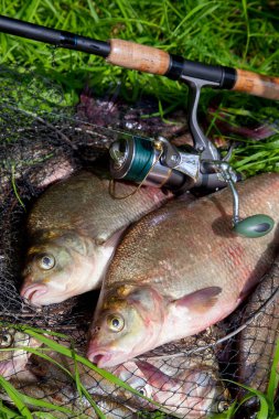 İki büyük tatlı su ortak çipura balık ve Olta Makarası o ile