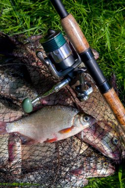 Br ile keepnet tek tatlı su beyaz çipura veya gümüş çipura