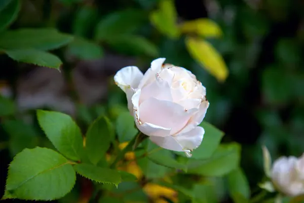 Piękne Róża krzew rośnie w Garde — Zdjęcie stockowe