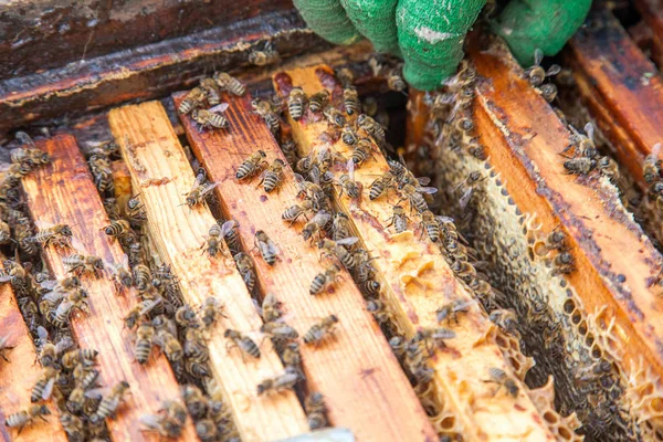 Vista de perto das abelhas enxameando em quadros — Fotografia de Stock