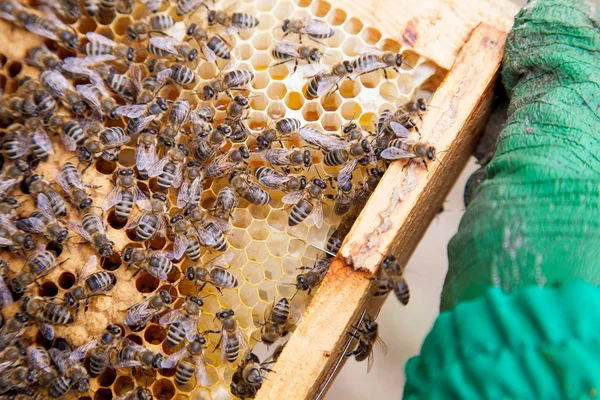 Working bees in a hive on honeycomb. Bees inside hive with seale