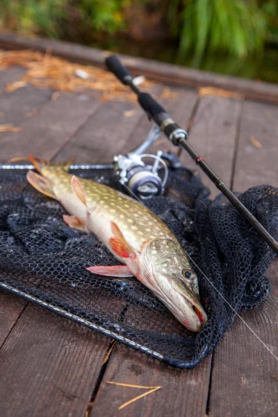 Freshwater pike and fishing equipment lies on landing net. Compo