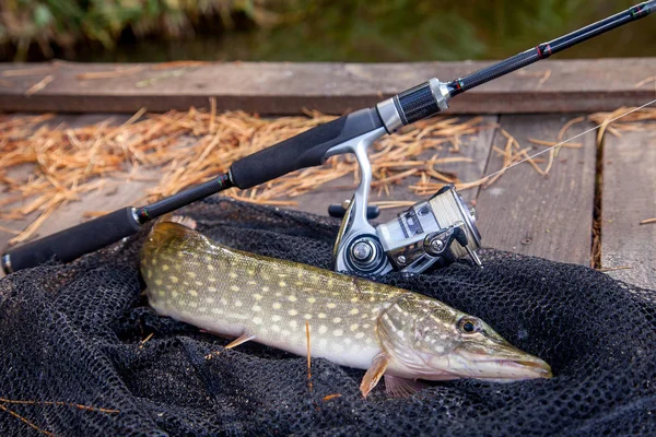 Freshwater pike and fishing equipment lies on landing net. Compo