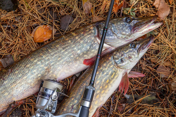 Рыба-щука. Две пресноводные щуки и удочка
