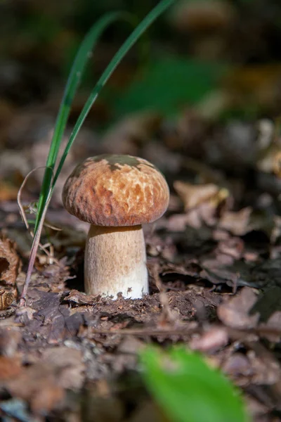 野外的单波莱图斯蘑菇。波尔奇尼蘑菇生长在t — 图库照片