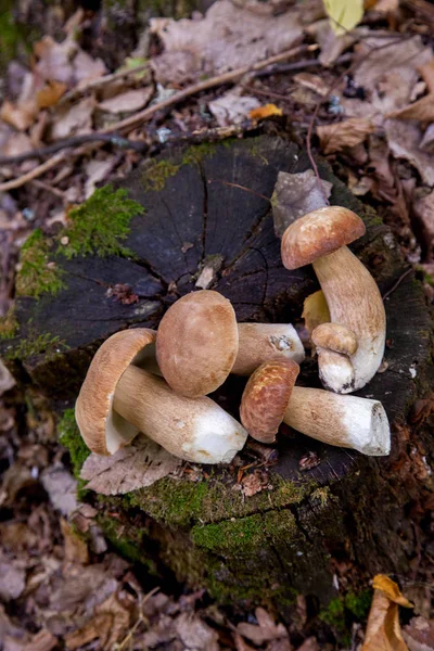Several boletus mushroom in the wild. Porcini mushroom (Boletus — Stock Photo, Image