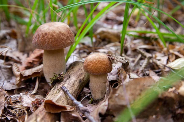 Грибы семейства boletus грибов в дикой природе. Порцини грибной — стоковое фото