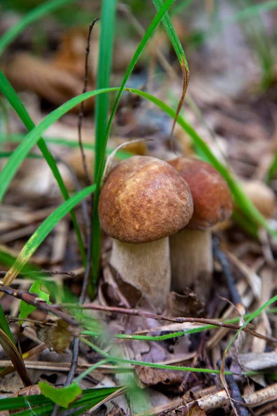 蘑菇家族在野外的蘑菇蘑菇。波尔奇尼·穆什鲁 — 图库照片