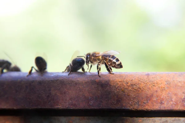 Close up of a curious bee in the human worl — Stock Photo, Image