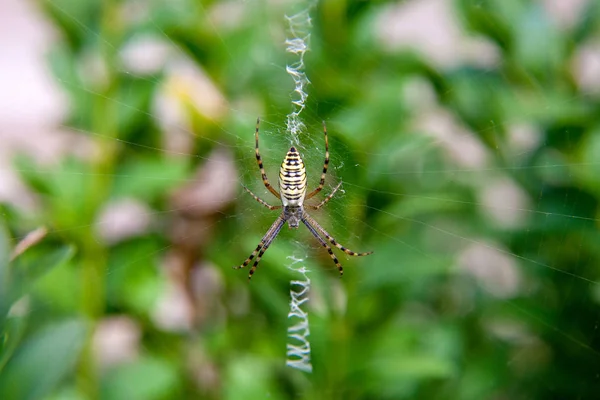 Araña de rayas amarillas afuera en la naturaleza en su tela de araña . —  Fotos de Stock