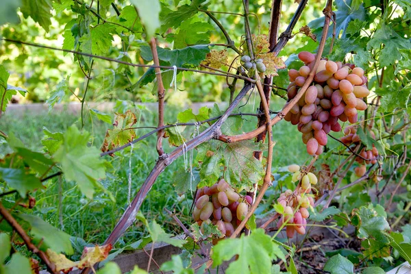 Bukiet różowych winogron z dużymi jagodami w Garde — Zdjęcie stockowe