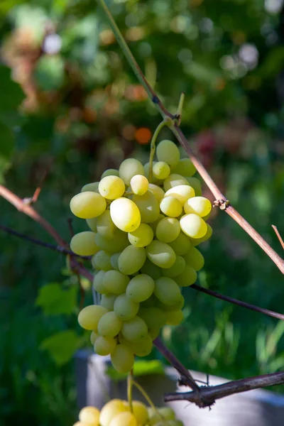 Um bando de uvas verdes na garde — Fotografia de Stock