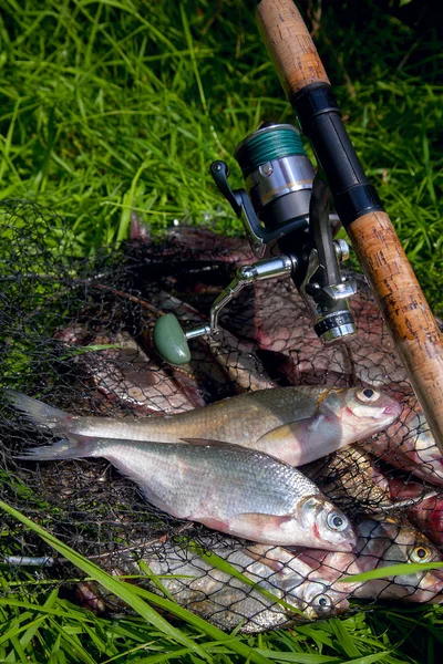 Dos dorada blanca de agua dulce o dorada de plata en la red de mantenimiento con bronz — Foto de Stock