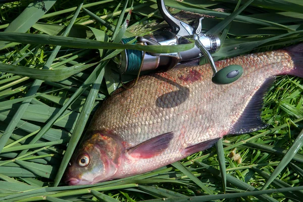 Big freshwater common bream fish and fishing rod with reel on gr