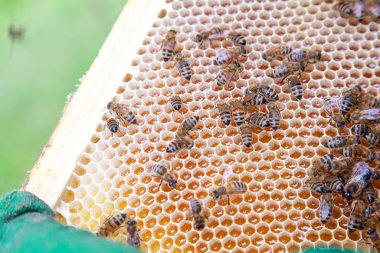 Arılar petek tatlı bal ile çalışan görünümü kadar kapatın.