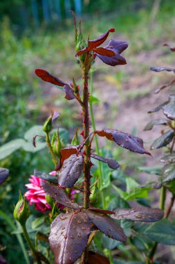 Gard 'da büyümeye hazır güzel gül goncaları.