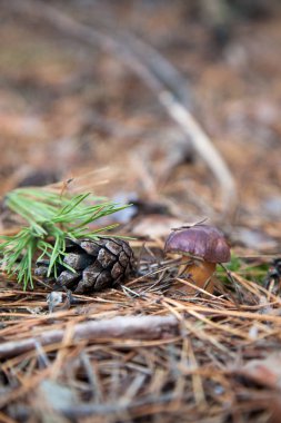 Imleria badia ya da Boletus badius genellikle körfez boleti olarak bilinir.