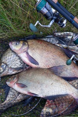 Başarılı balıkçılık - iki tatlı su çipura balık ve olta 