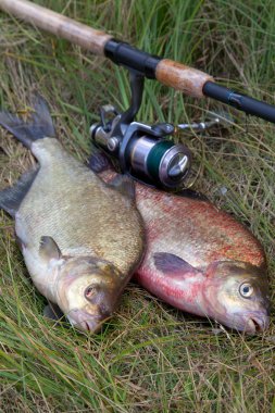 İki büyük tatlı su ortak çipura balık ve Olta Makarası o ile