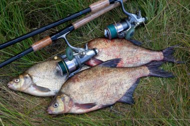Başarılı balıkçılık - büyük tatlı su çipura balık ve balık yığını