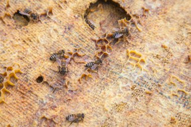 Vintage Tekstil özgeçmişlerine kaynıyor arılar