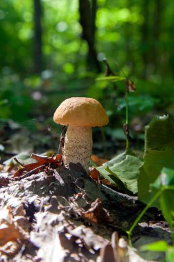 Vahşi doğada tek kırmızı boletus mantarı. Kırmızı boletus mantar gr