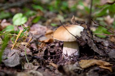 Vahşi doğada boletus mantarı. Porcini mantar ön planda yetişir