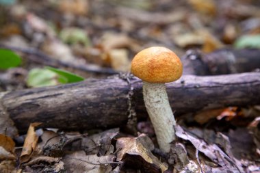 Vahşi doğada tek kırmızı boletus mantarı. Kırmızı boletus mantar gr