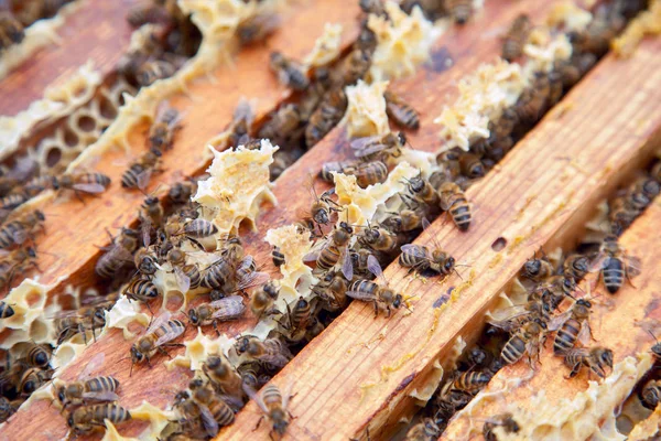 Vista da vicino delle api che sciamano su un favo — Foto Stock