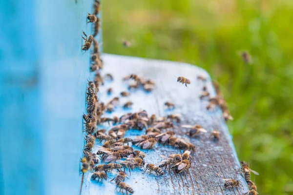 Swarming bees at the entrance of light blue beehive in apiary — Stock Photo, Image