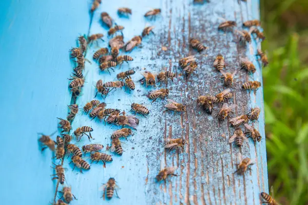 Різкі бджоли біля входу в світло-блакитний вулик у пасіці — стокове фото